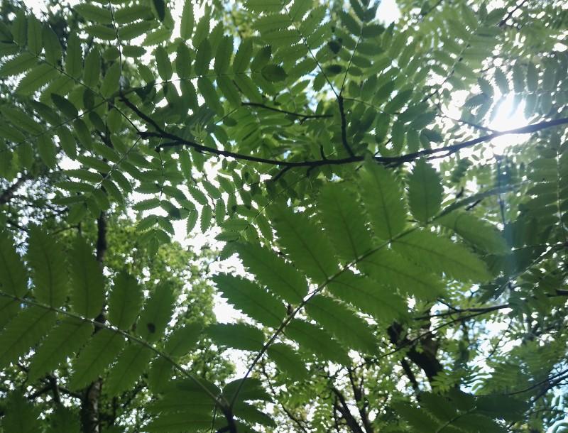 Rowan leaves making a pattern - photo taken in Penrith by Sara Barnard integrative psychotherapist, Counselling in Cumbria