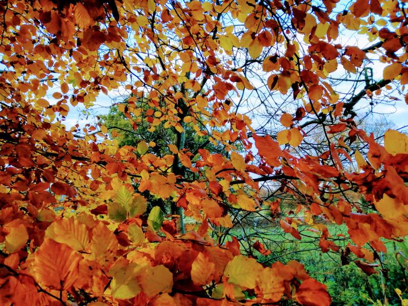Autumn leaves, photo by Sara Barnard Integrative Psychotherapist, Counselling in Cumbria