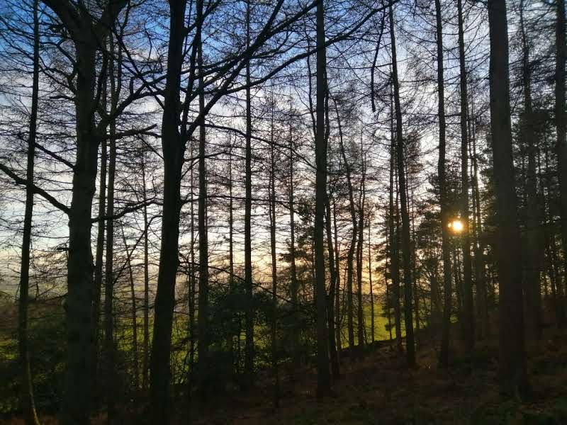 View of trees with light shining through, photo taken in Penrith by Sara Barnard, Integrative Psychotherapist, Counselling in Cumbria