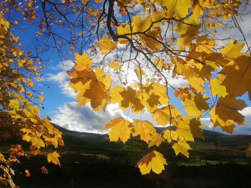 Leaves at Dockray, Cumbria - taken by SJ Barnard, Counsellor in Cumbria