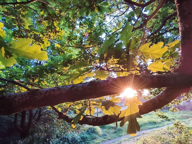 Sun shining through leaves - photo taken in Penrith by Sara Barnard, Integrative Psychotherapist, Counselling in Cumbria